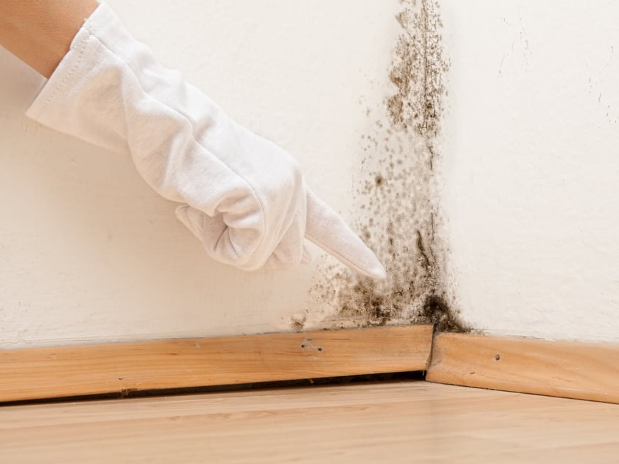 Using Moisture Meters to Determine Mold Risk
